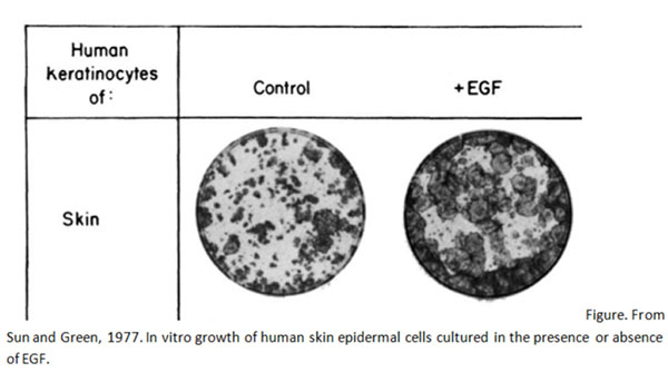 Epidermal Cells